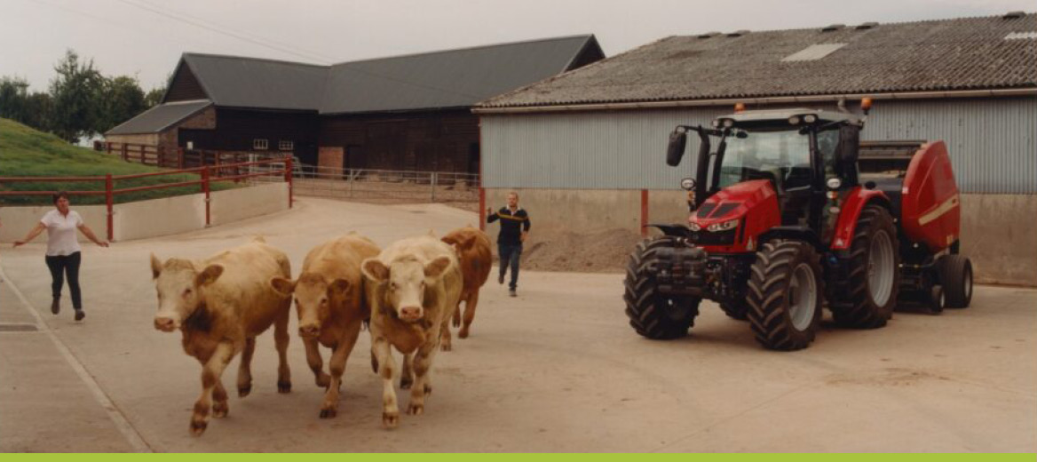 Four beef cows.