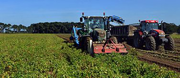 Image of potatoes.