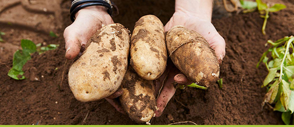 Farmer in a field holding potatoes.